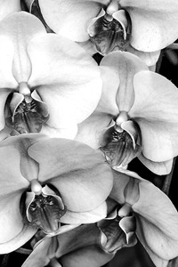 P a m e l a   W a l d r o u p Conversations Among the Trees and Flowers 