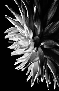 P a m e l a   W a l d r o u p Conversations Among the Trees and Flowers 
