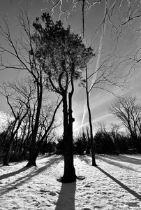 P a m e l a   W a l d r o u p Conversations Among the Trees and Flowers 