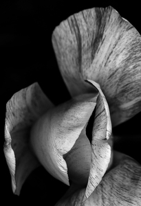P a m e l a   W a l d r o u p Conversations Among the Trees and Flowers 