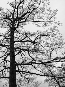 P a m e l a   W a l d r o u p Conversations Among the Trees and Flowers 