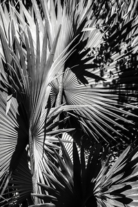 P a m e l a   W a l d r o u p Conversations Among the Trees and Flowers 