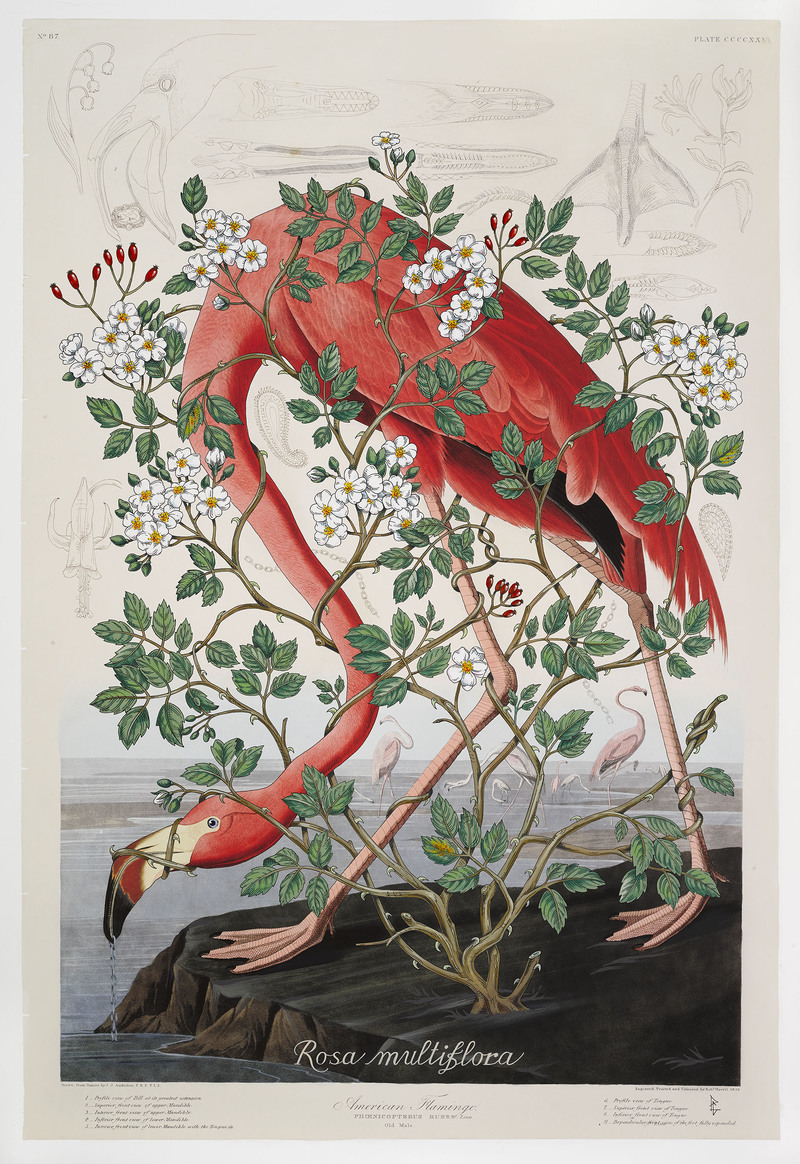PENELOPE GOTTLIEB Invasive Species Acrylic and ink over John James Audubon 
