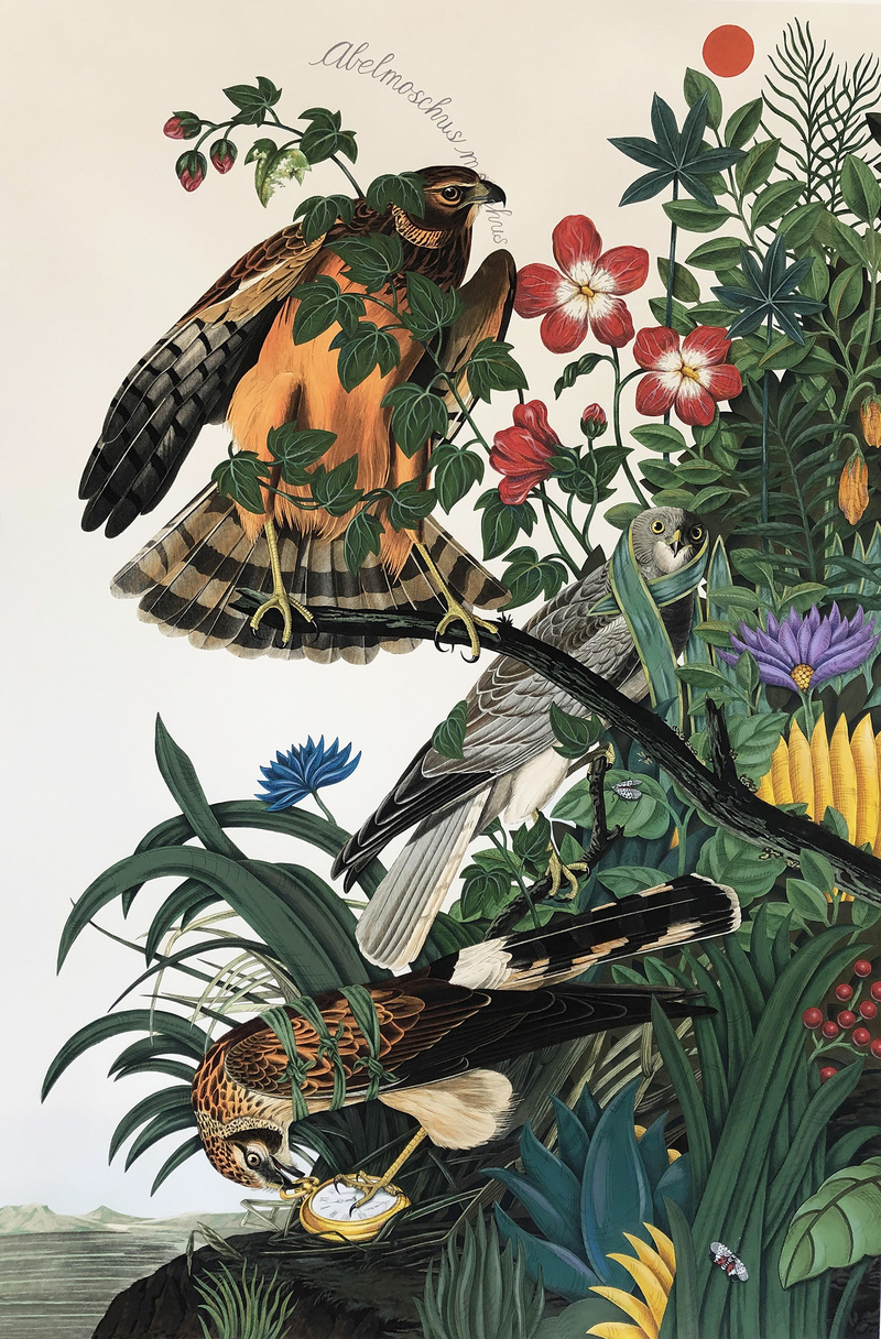 PENELOPE GOTTLIEB Invasive Species Acrylic and ink over John James Audubon