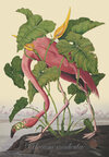 Carousel artwork image 1532