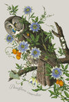 Carousel artwork image 1534