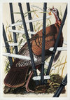 Carousel artwork image 1541