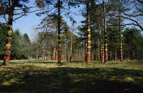 Roy Wilson Public Art hand dyed muslin on 55 pine trees