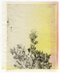 Susan Belau to stand in this garden  etching and acrylic on layered paper