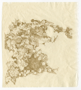 Susan Belau to stand in this garden  wax drawing on paper