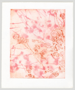 Susan Belau to stand in this garden  etching