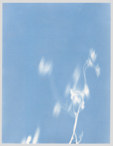 Susan Belau to stand in this garden  cyanotype