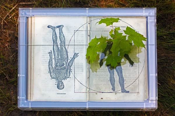 todd bartel Consume uncollage, inkjet print, Epson Enhanced Matte Paper, acrylic, Sugar Maple